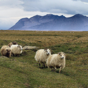 Icelandic Sheep