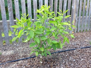 Minneola Tangelo Tree