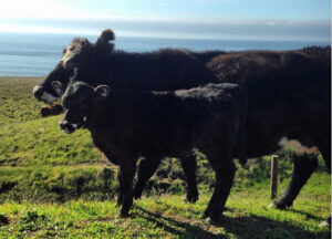 Cow & Calf on PCH (January 3, 2015)
