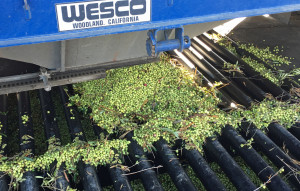 Olives Arriving at the Mill