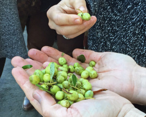 Olives Ready for Milling