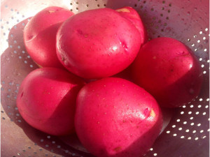 Red Skin Potatoes v2